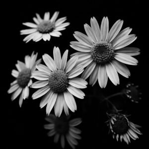Petal Echo B&W Print