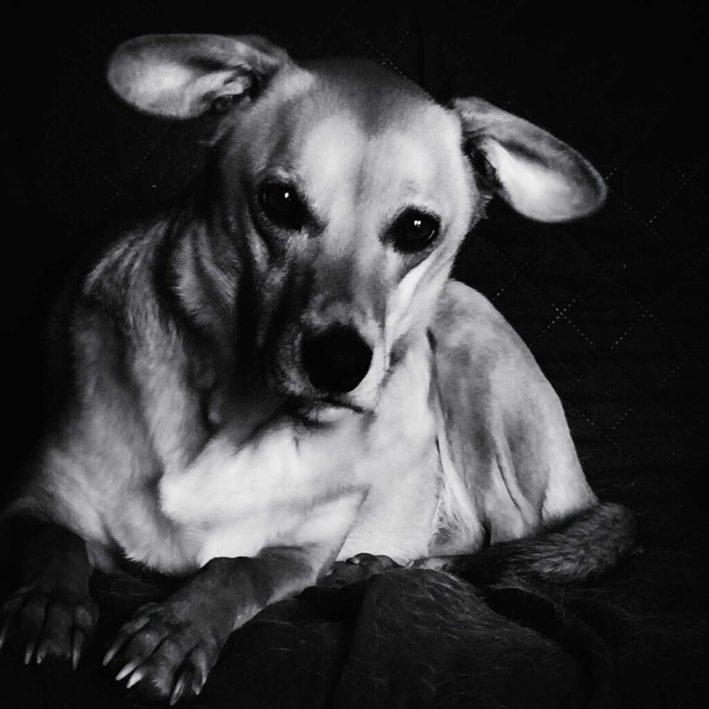 Prince b&w