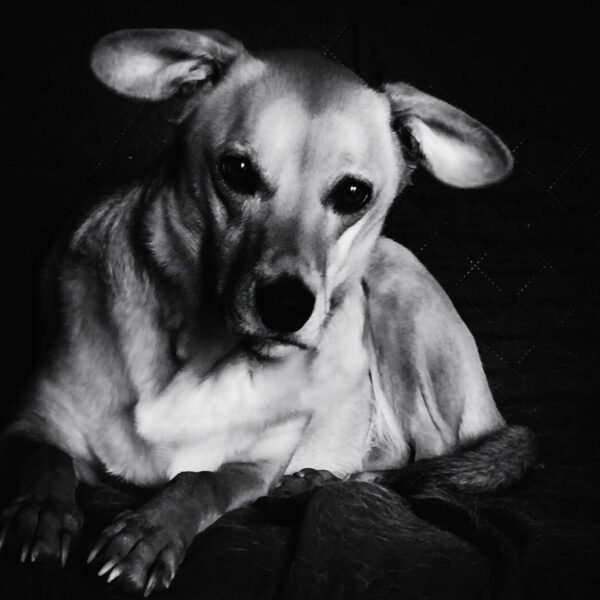 Prince b&w